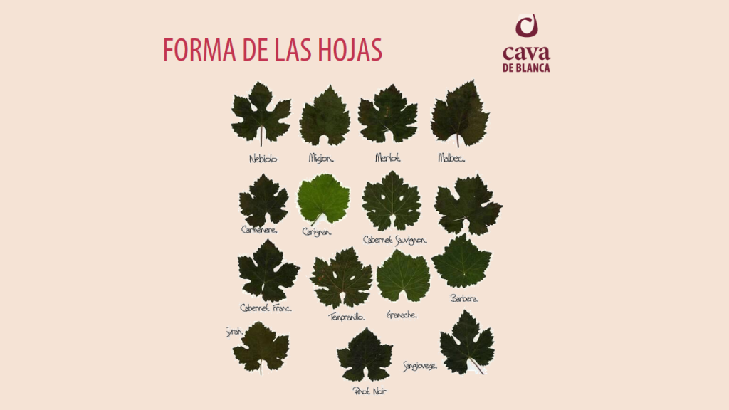 FORMA DE LAS HOJAS