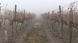 Invierno en el Valle de Parras 