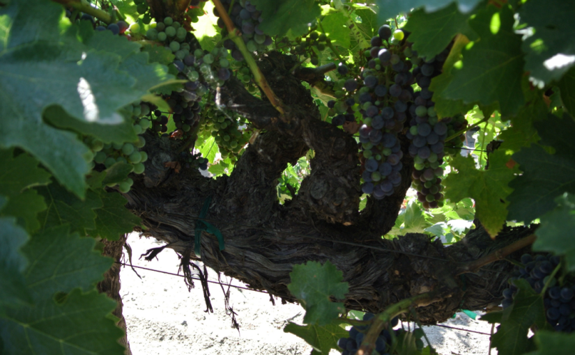 Valle de Guadalupe parte 2- BODEGAS